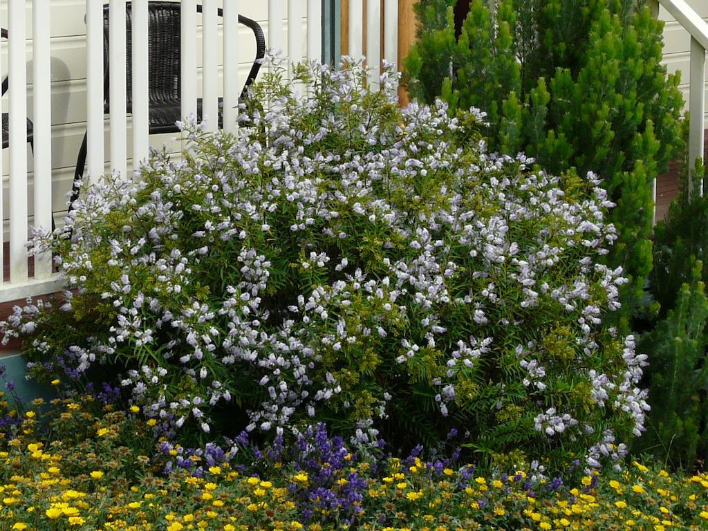 Avoca Cottages Victoria Exterior foto